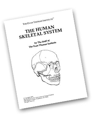 The Human Skeletal System ★